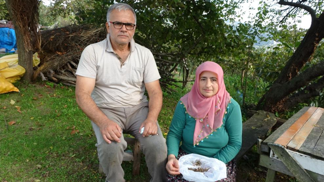 Kahverengi kokarca istilası vatandaşları tedirgin ediyor