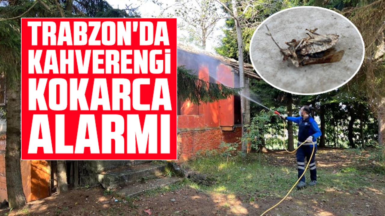 Trabzon'da kahverengi kokarca alarmı