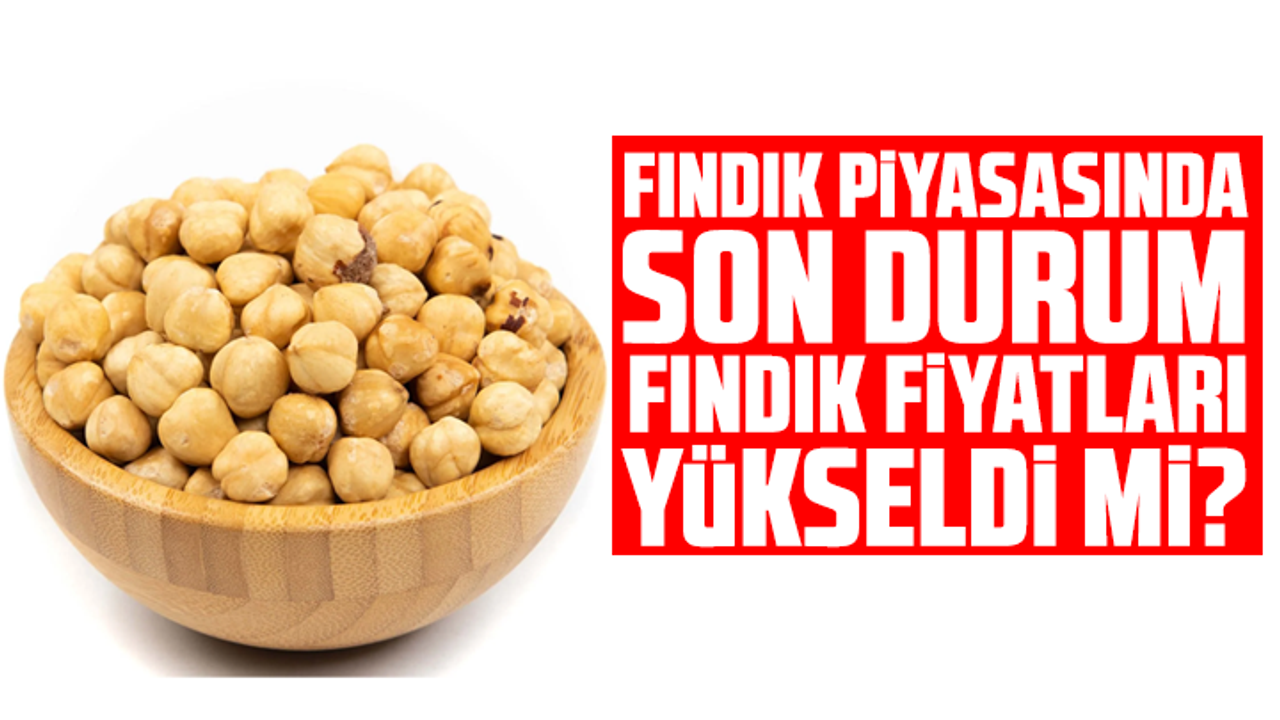 Fındık piyasasında son durum… Fındık fiyatları yükseldi mi?