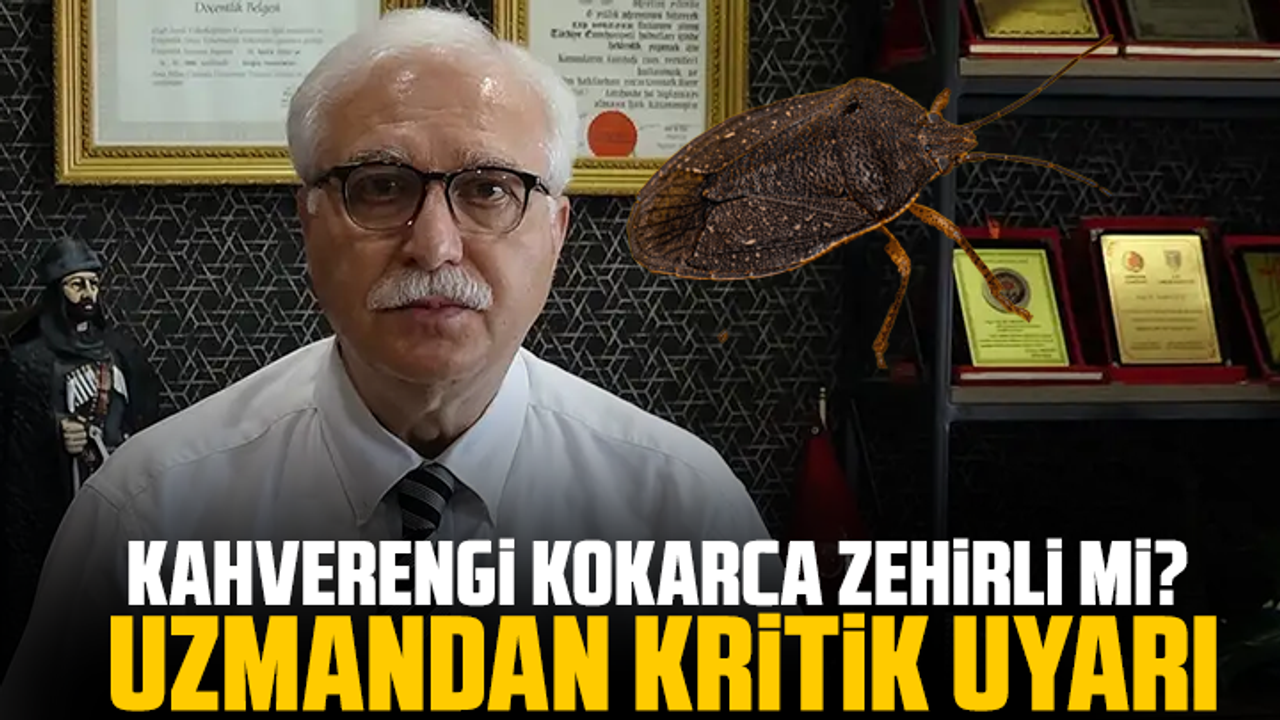 Kahverengi kokarca zehirli mi? Uzmandan kritik uyarı