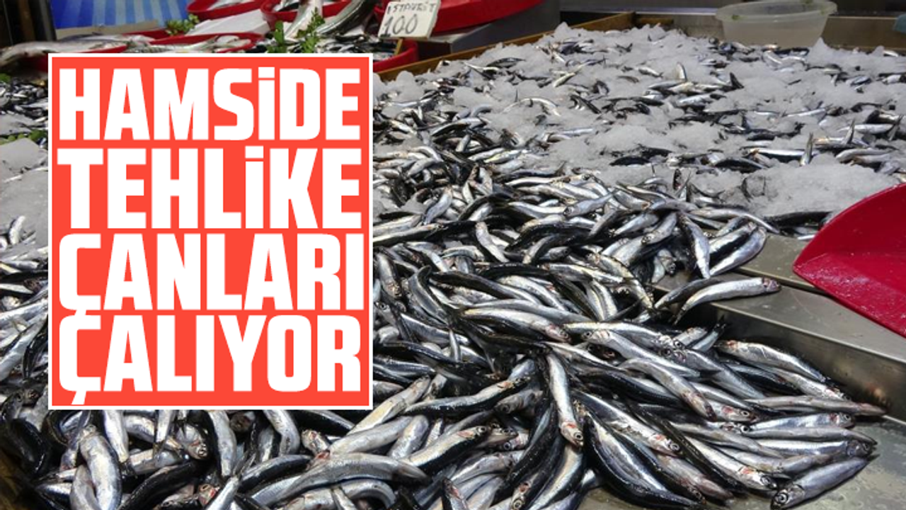 Hamside tehlike çanları çalıyor