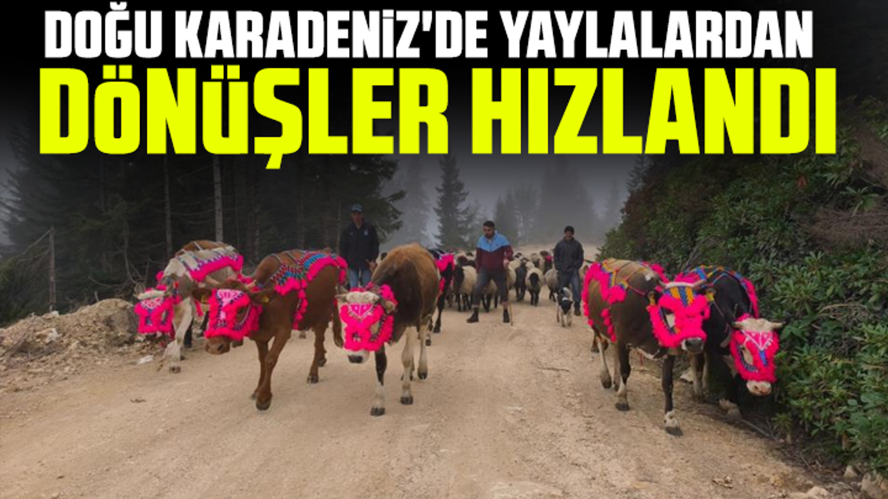 Doğu Karadeniz'de yaylalardan dönüşler hızlandı