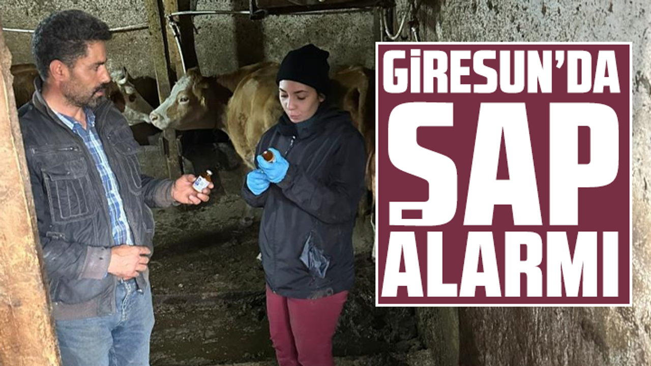Giresun’da şap alarmı