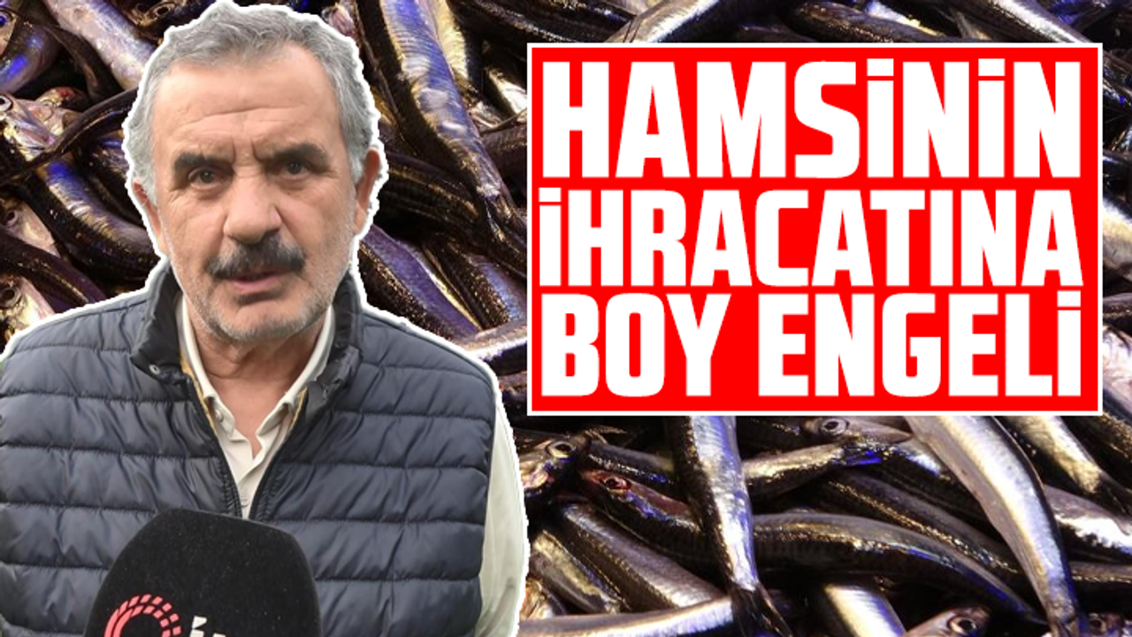 Hamsinin ihracatına boy engeli