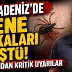 Karadeniz'de Kene Vakaları Düştü! Uzmandan Kritik Uyarılar