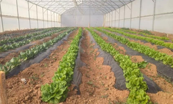 Giresun'da seracılık projesi ilk meyvelerini verdi