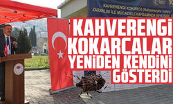Kahverengi kokarcalar yeniden kendini göstermeye başladı
