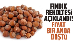 Fındık rekoltesi açıklandı! Fiyat bir anda düştü