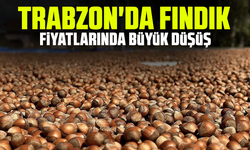 Trabzon'da fındık fiyatlarında büyük düşüş