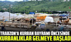 Trabzon’a Kurban Bayramı öncesinde kurbanlıklar gelmeye başladı
