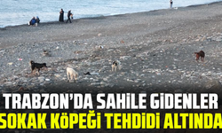 Sahile gidenler sokak köpeği tehdidi altında