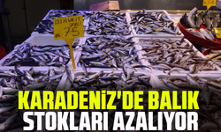 Karadeniz'de balık stokları azalıyor