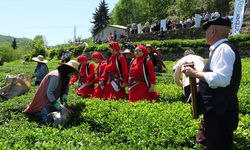 Giresun’da kemençe eşliğinde çay hasat şenliği yapıldı