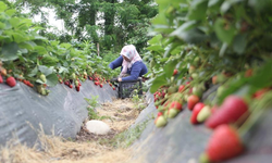 Ordu'nun çalışkan kadınları çilek hasadında