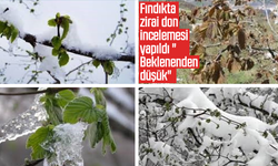 Fındıkta zirai don incelemesi yapıldı "Beklenenden düşük"