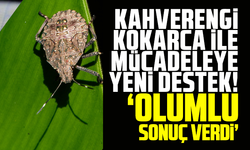 Kahverengi kokarca ile mücadeleye yeni destek! “Olumlu sonuç verdi”