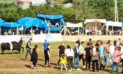 Artvin’de şampiyon boğa sahibini yaraladı