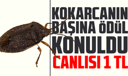 Kokarcanın başına ödül konuldu: Canlısı 1 TL