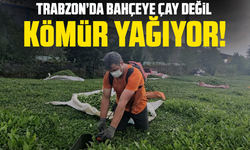 Trabzon’da bahçeye çay değil kömür yağıyor!