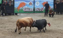 Ayder'de boğa güreşleri renkli görüntülere sahne oldu