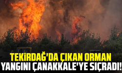 Tekirdağ'da çıkan orman yangını Çanakkale'ye sıçradı!