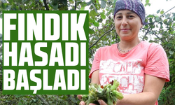 Giresun'da fındık hasadı başladı