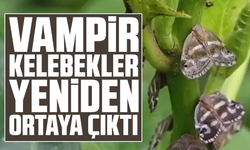 'Vampir kelebekler' yeniden ortaya çıktı
