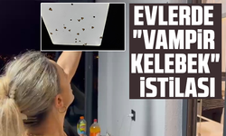 Bahçelerden sonra evlerde "vampir kelebek" istilası