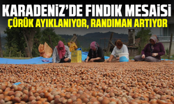 Fındık mesaisi: Çürük ayıklanıyor, randıman artıyor