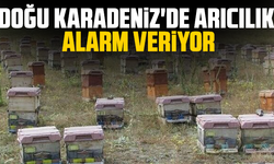 Doğu Karadeniz'de arıcılık alarm veriyor