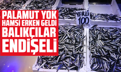 Palamut Yok, Hamsi Erken Geldi: Balıkçılar Endişeli