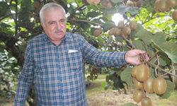 Tescilli Ordu kivisinde rekolte yarıya düştü