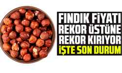 Fındık fiyatı rekor üstüne rekor kırıyor; İşte son durum