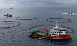 Karadeniz su ürünleri ihracatından 9 ayda 278,7 milyon dolarlık kazanç