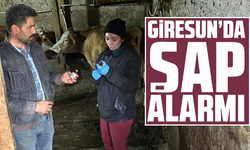 Giresun’da şap alarmı