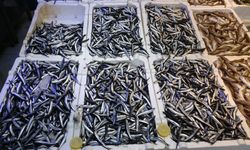 Denizdeki hamsi bolluğu ihracat rakamlarına yansımadı