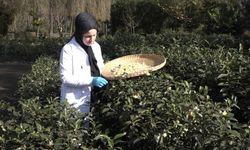 Çayın yeni ürünü ‘Çay çiçeği çayı' 6 bin TL'den satılıyor