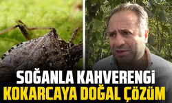 Kadife çiçeği ve soğanla kahverengi kokarcaya doğal çözüm