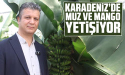 Karadeniz’de muz ve mango yetişiyor