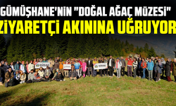Gümüşhane'nin "Doğal Ağaç Müzesi" ziyaretçi akınına uğruyor