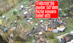 Trabzon'da ayılar 50'den fazla kovanı telef etti