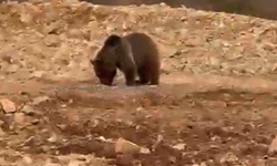 Yol kenarındaki ayıya 'hamsi' ziyafeti verdiler