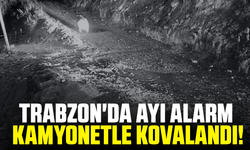 Trabzon'da Ayı Alarmı: Kamyonetle Kovalandı!