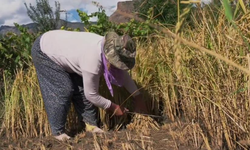 Yusufeli'nde pirinç hasadı başladı