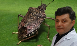 Kokarcanın fındıktaki zararı derinleşiyor