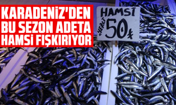Karadeniz'den bu sezon adeta hamsi fışkırıyor