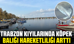Trabzon kıyılarında köpek balığı hareketliliği arttı