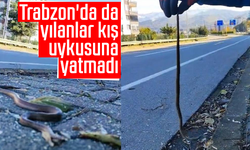 Trabzon'da da yılanlar kış uykusuna yatmadı