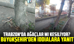 Trabzon'da ağaçlar mı kesiliyor? Büyükşehir'den iddialara yanıt