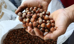 Türkiye fındık ihracatından 973 milyon dolar gelir sağladı